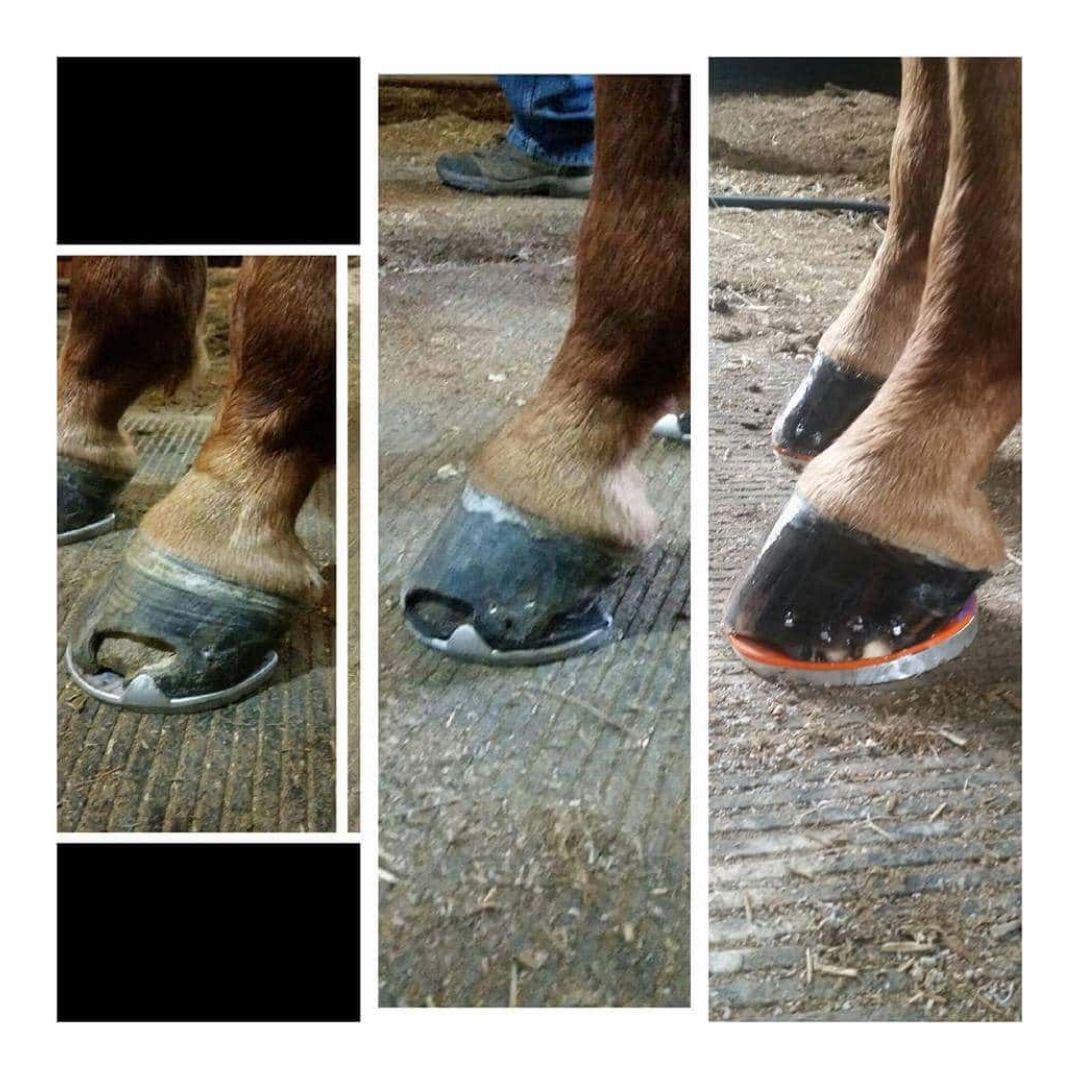 Kalmbach Tough as Nails Hoof Supplement
