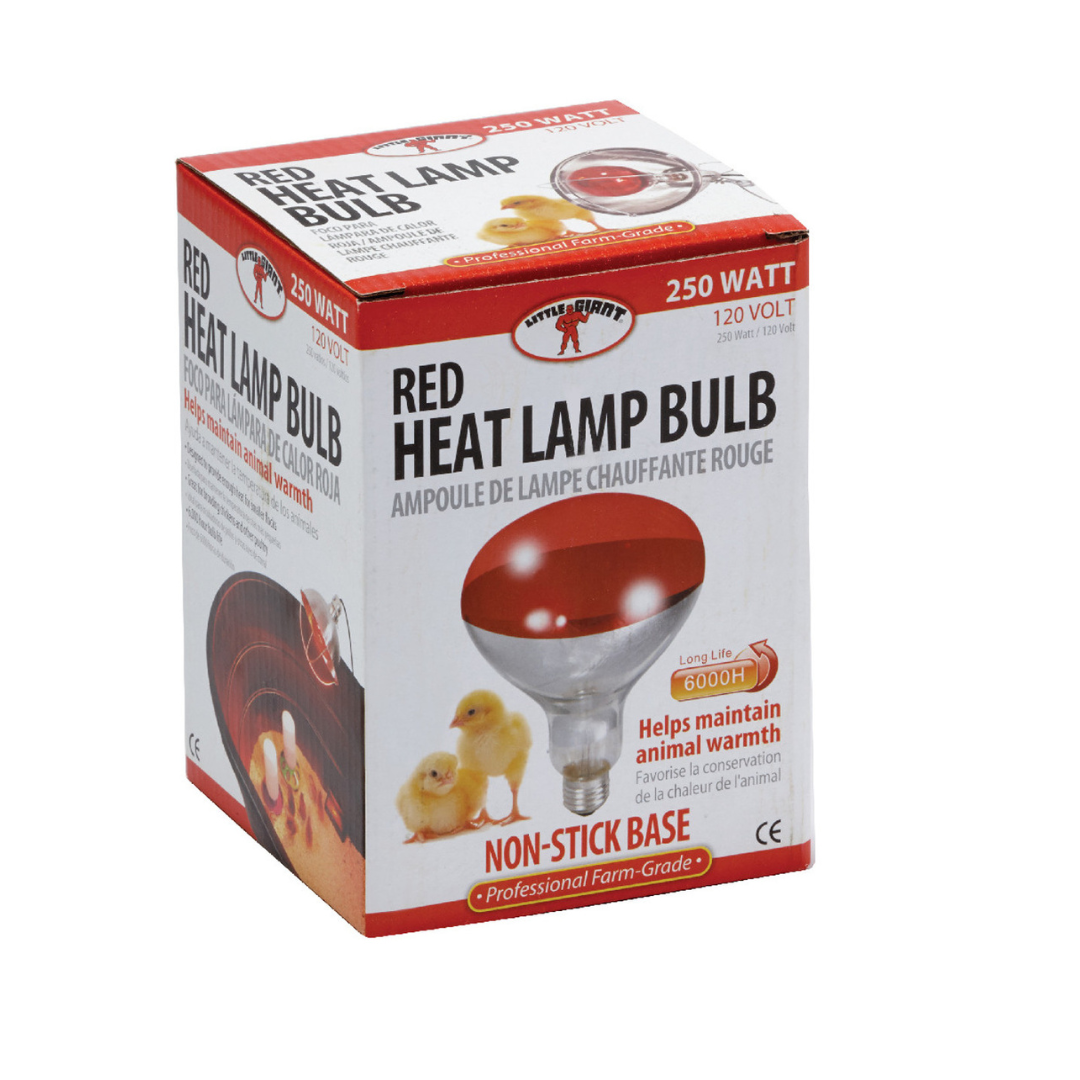 Heat Lamp Bulb (Red)