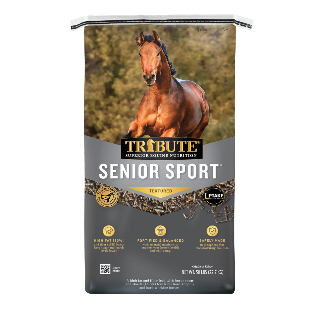 Kalmbach Tribute Senior Sport 14/10 Textured