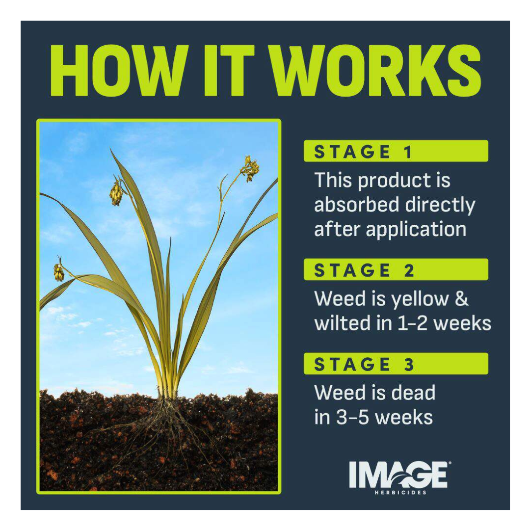 Image Nutsedge Killer for Southern Lawns Concentrate 24oz